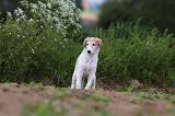 BARZOI 091